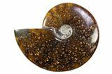 Polished Cretaceous Ammonite (Cleoniceras) Fossil - Madagascar #305914-1